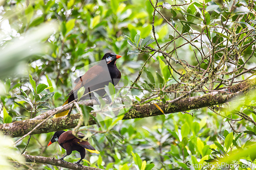 Image of Montezuma Oropendola - Psarocolius montezuma, La Fortuna, Volcano Arenal, Costa Rica Wildlife