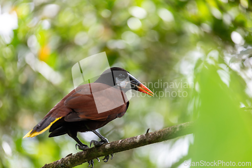 Image of Montezuma Oropendola - Psarocolius montezuma, La Fortuna, Volcano Arenal, Costa Rica Wildlife