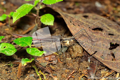 Image of Pseudophasma, Pseudophasmatidae is a family of stick insect. Volcano Arenal, La Fortuna Costa Rica wildlife.