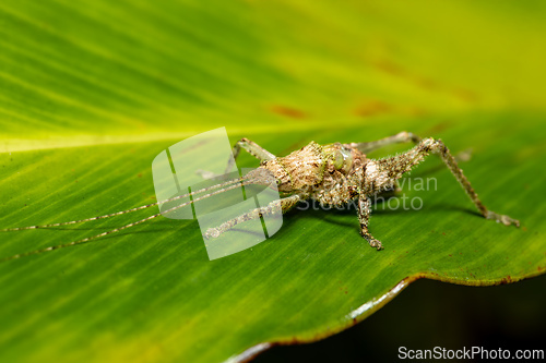 Image of Insect in subfamily Pseudophyllinae, Refugio de Vida Silvestre Cano Negro, Costa Rica Wildlife.