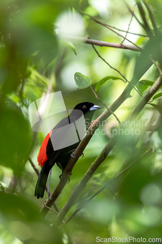 Image of Scarlet-rumped tanager tanager - Ramphocelus passerinii