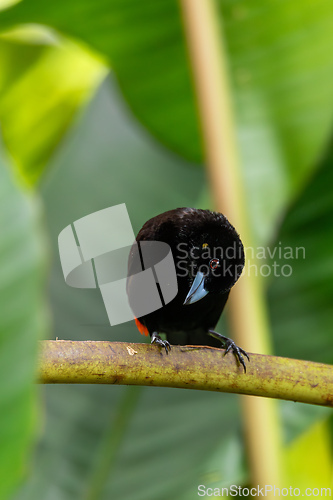 Image of Scarlet-rumped tanager tanager - Ramphocelus passerinii