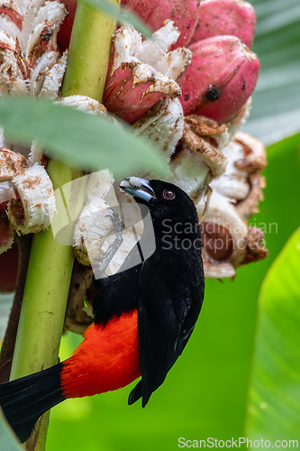 Image of Scarlet-rumped tanager tanager - Ramphocelus passerinii