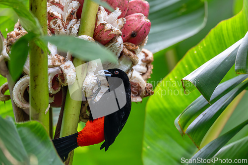 Image of Scarlet-rumped tanager tanager - Ramphocelus passerinii