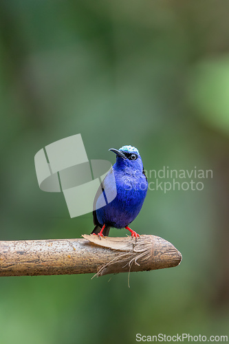 Image of Red-legged honeycreeper male, Cyanerpes cyaneus, La Fortuna, Volcano Arenal, Costa Rica Wildlife