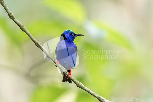 Image of Red-legged honeycreeper male, Cyanerpes cyaneus, La Fortuna, Volcano Arenal, Costa Rica Wildlife