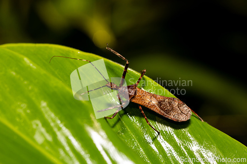 Image of Reduviidae, true assassin bug. Refugio de Vida Silvestre Cano Negro, Costa Rica wildlife.