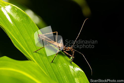 Image of Reduviidae, true assassin bug. Refugio de Vida Silvestre Cano Negro, Costa Rica wildlife.