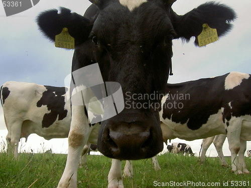 Image of cow