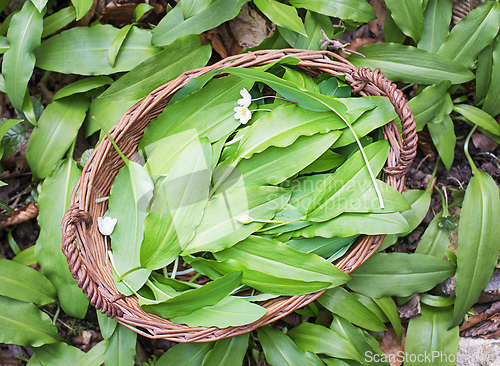 Image of Ramson wild garlic leaves