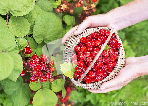 Image of Raspberry wineberries