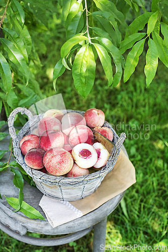 Image of Peaches harvest