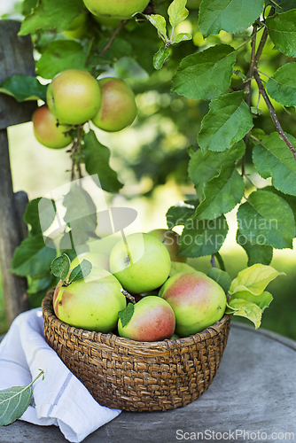Image of Apples harvest