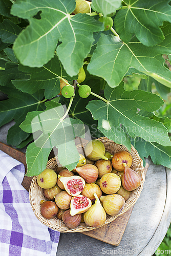 Image of Figs fruit 