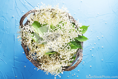 Image of Elderflower harvest