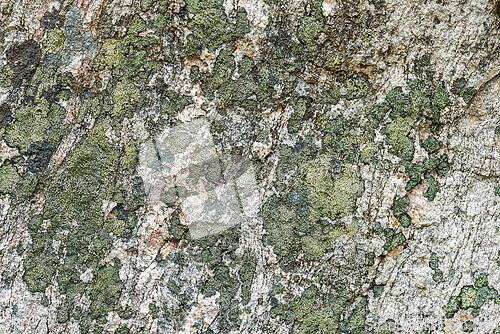 Image of Close-up view of textured stone surface displaying natural patte