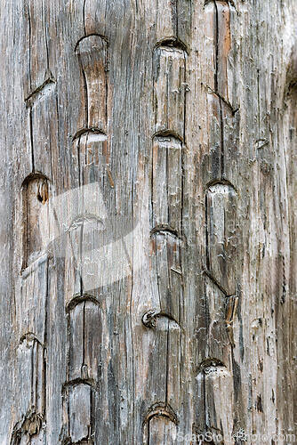 Image of Close-up of a weathered tree trunk with intricate carvings revea