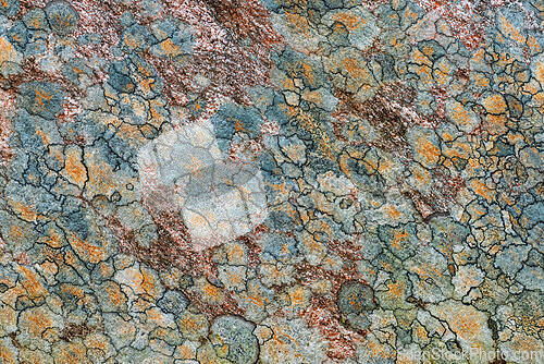 Image of Textured surface showcasing intricate patterns of natural elemen