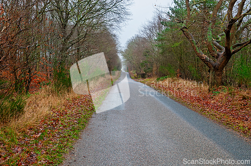 Image of Quiet rural road lined with trees and autumn foliage on a cloudy
