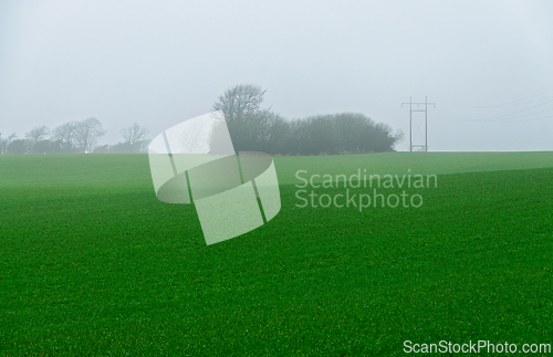 Image of Green fields under foggy weather with distant trees and power li