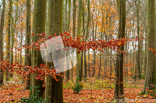 Image of Autumn foliage displays vibrant colors among tall trees in a ser