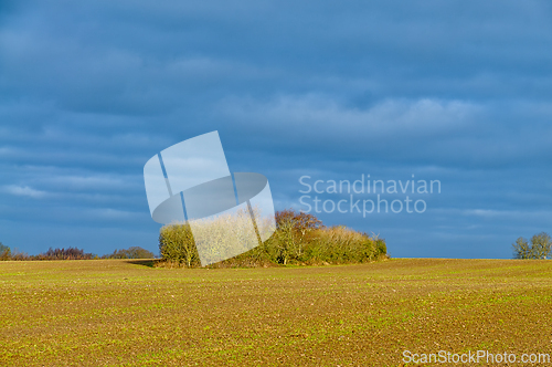 Image of Lush vegetation stands out against a vast, cloudy sky on a rural