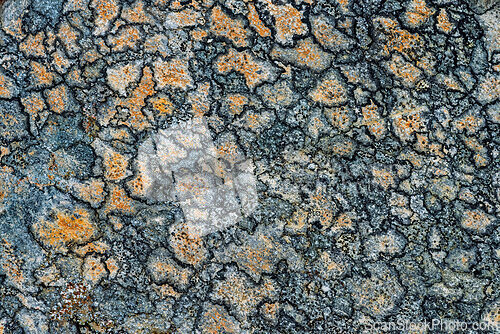 Image of Textured surface of stone showcasing vibrant orange lichen again