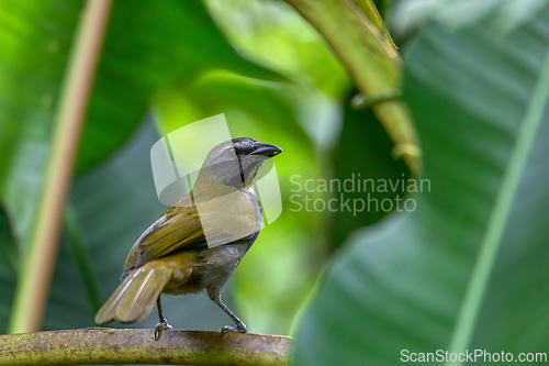 Image of buff-throated saltator - Saltator maximus, La Fortuna, Arenal, Costa Rica.