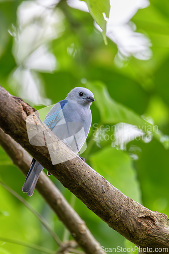 Image of Blue-gray tanager, Thraupis episcopus, La Fortuna Volcano Arenal, Costa Rica wildlife