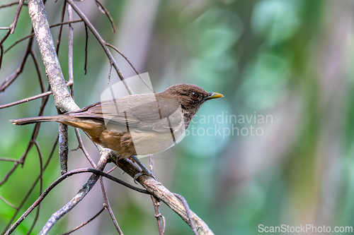 Image of Bird Clay-colored Thrush, Turdus grayi. La Fortuna, Volcano Arenal, Costa Rica Wildlife