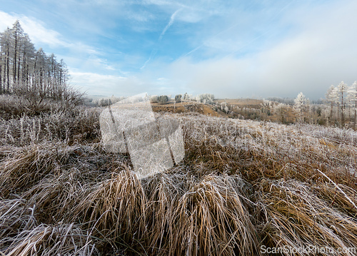Image of Frost-covered serene winter landscape, Vysocina, Czech Republic