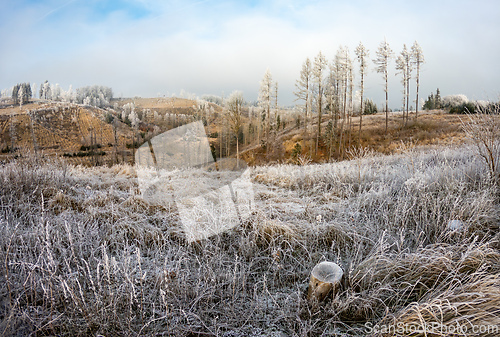Image of Frost-covered serene winter landscape, Vysocina, Czech Republic