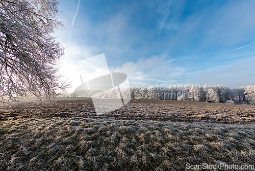 Image of Frost-covered serene winter landscape, Vysocina, Czech Republic