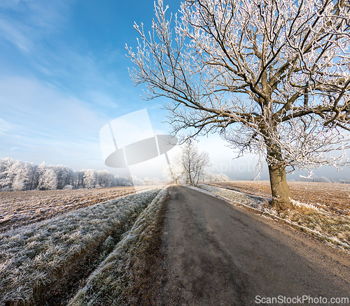 Image of Frost-covered serene winter landscape, Vysocina, Czech Republic