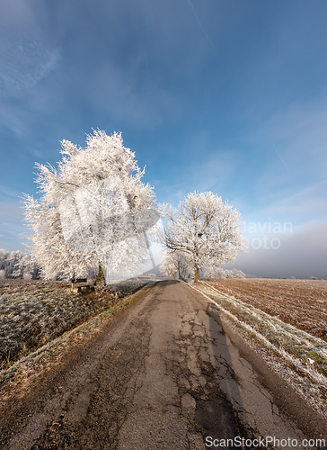 Image of Frost-covered serene winter landscape, Vysocina, Czech Republic