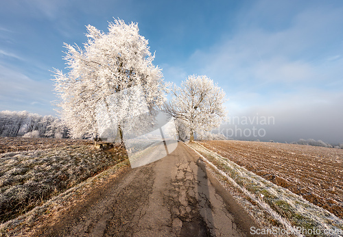 Image of Frost-covered serene winter landscape, Vysocina, Czech Republic