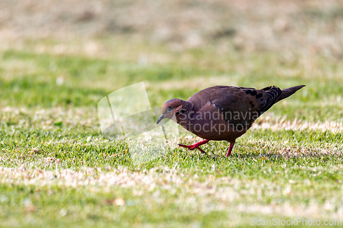 Image of Eared dove (Zenaida auriculata), Ecoparque Sabana, Cundinamarca