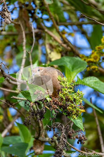 Image of Eared dove (Zenaida auriculata), Ecoparque Sabana, Cundinamarca department. Wildlife and birdwatching in Colombia.