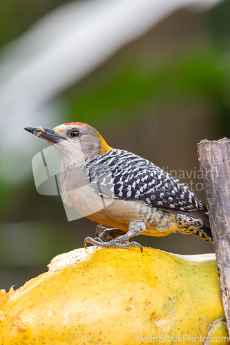 Image of Hoffmann's woodpecker, Melanerpes hoffmannii. La Fortuna, Volcano Arenal, Wildlife and birdwatching in Costa Rica.