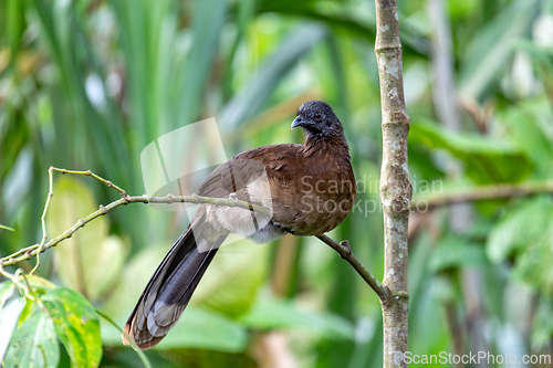 Image of Bird Grey-headed chachalaca (Ortalis cinereiceps). La Fortuna, Volcano Arenal, Costa Rica Wildlife