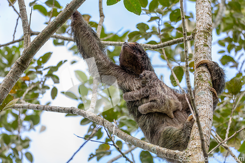 Image of Female of pale-throated sloth - Bradypus tridactylus with baby hanged top of the tree, La Fortuna, Costa Rica wildlife