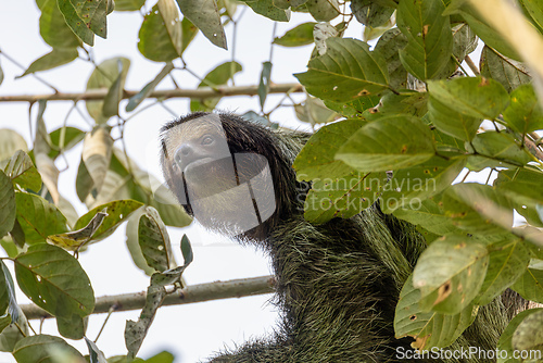 Image of Female of pale-throated sloth - Bradypus tridactylus with baby hanged top of the tree, La Fortuna, Costa Rica wildlife