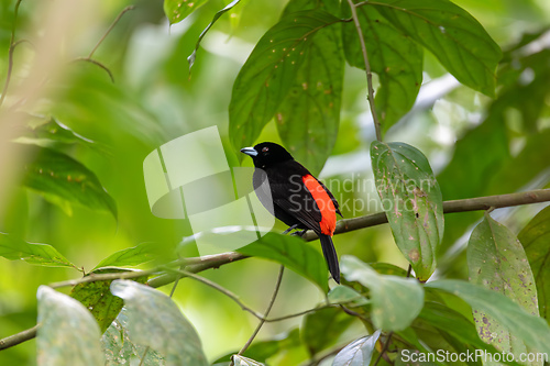 Image of Scarlet-rumped tanager tanager - Ramphocelus passerinii