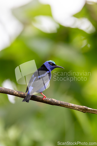 Image of Red-legged honeycreeper Juvenile , Cyanerpes cyaneus, La Fortuna, Volcano Arenal, Costa Rica Wildlife