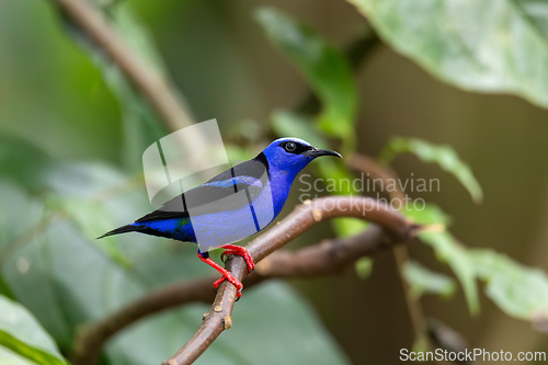 Image of Red-legged honeycreeper, Cyanerpes cyaneus, La Fortuna, Costa Rica