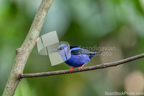 Image of Red-legged honeycreeper, Cyanerpes cyaneus, La Fortuna, Costa Rica