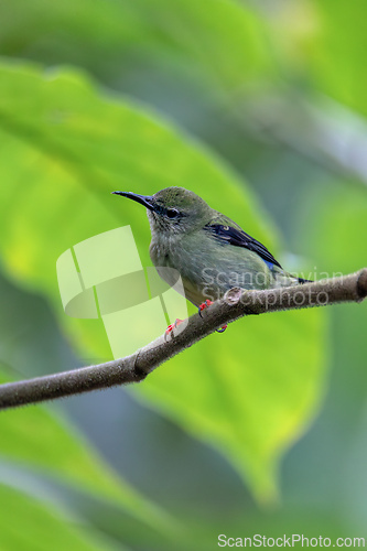 Image of Red-legged honeycreeper female, La Fortuna, Volcano Arenal, Costa Rica Wildlife