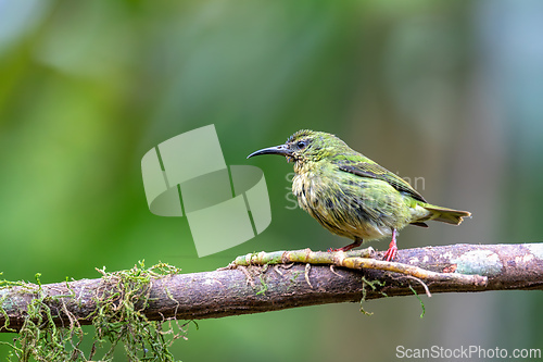 Image of Red-legged honeycreeper female, La Fortuna, Volcano Arenal, Costa Rica Wildlife