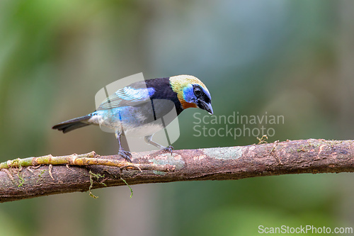 Image of Golden-hooded tanager, Stilpnia larvata, La Fortuna, La Fortuna, Volcano Arenal, Costa Rica Wildlife
