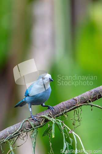 Image of Blue-gray tanager, Thraupis episcopus, La Fortuna Volcano Arenal, Costa Rica wildlife